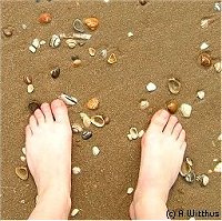 F��e auf Sand mit Muscheln