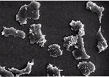 Single cells of the microorganism Dictyostelium discoideum (Schleimpilz)