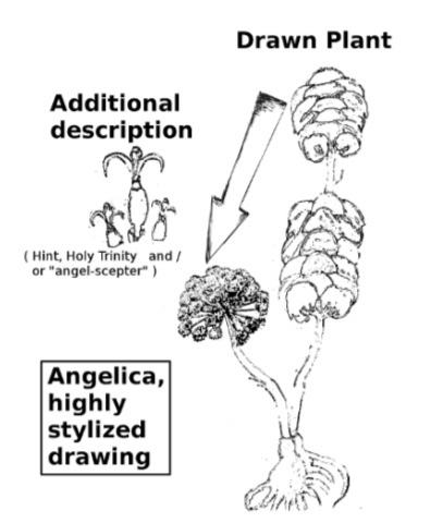 [Image: angelica2.png]