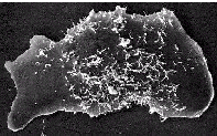 Electrofused to viable, still chemotactically active large cells