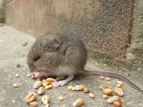 Мышь мужского рода